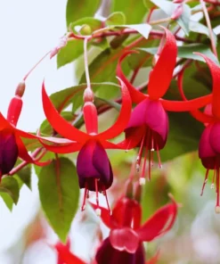 Red Purple Fuchsia Live Plants SET 2 Hardy Outdoor Shrubs