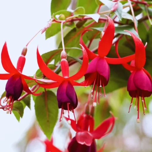 Red Purple Fuchsia Live Plants SET 2 Hardy Outdoor Shrubs