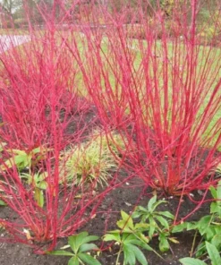 Red Twig Dogwood 5 Bareroots - Vibrant Winter Color Shrub