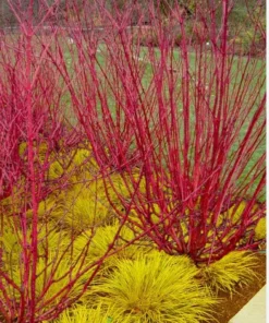 Red Twig Dogwood Shrub - 4 inch Pot - Vibrant Red Branches