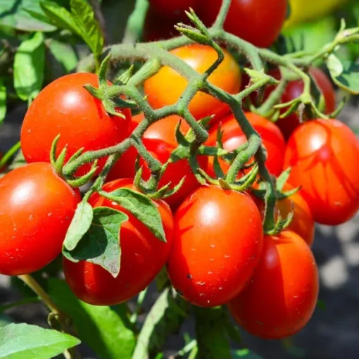 Roma Tomato Plants - Set of 2 Live Plants 4-8" Tall - Outdoor Vegetable Garden