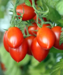 Roma Tomato Plants - Set of 2 Live Plants 4-8" Tall - Outdoor Vegetable Garden