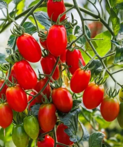 Roma Tomato Plants - Set of 2 Live Plants 4-8