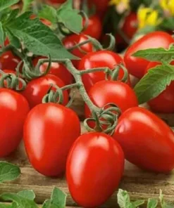 Roma Tomato Plants - Set of 2 Live Plants 4-8