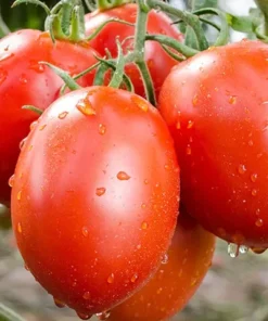 Roma Tomato Plants - Set of 2 Live Plants 4-8