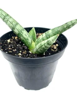 Sansaveria Starfish House Plant - 4in Potted Succulent Cylindrica