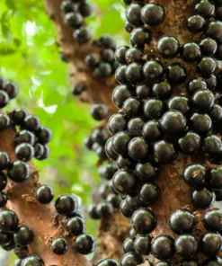 Sabara Jaboticaba Tree - 1 Gallon Pot - 3 Feet Tall Fruiting Plant