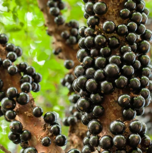 Sabara Jaboticaba Tree - 1 Gallon Pot - 3 Feet Tall Fruiting Plant