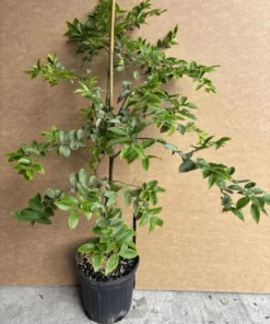 Sabara Jaboticaba Tree - 1 Gallon Pot - 3 Feet Tall Fruiting Plant