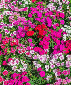 Sweet Mulberry Tree Live Plant – 10-14in Size – 4in Pot – Fast Growing Fruit Tree