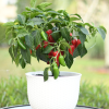 Jalapeno Pepper Plants – Set of 2, 3-6 Inch Tall, Live Plants -Hot Jalapeno Peppers Plants