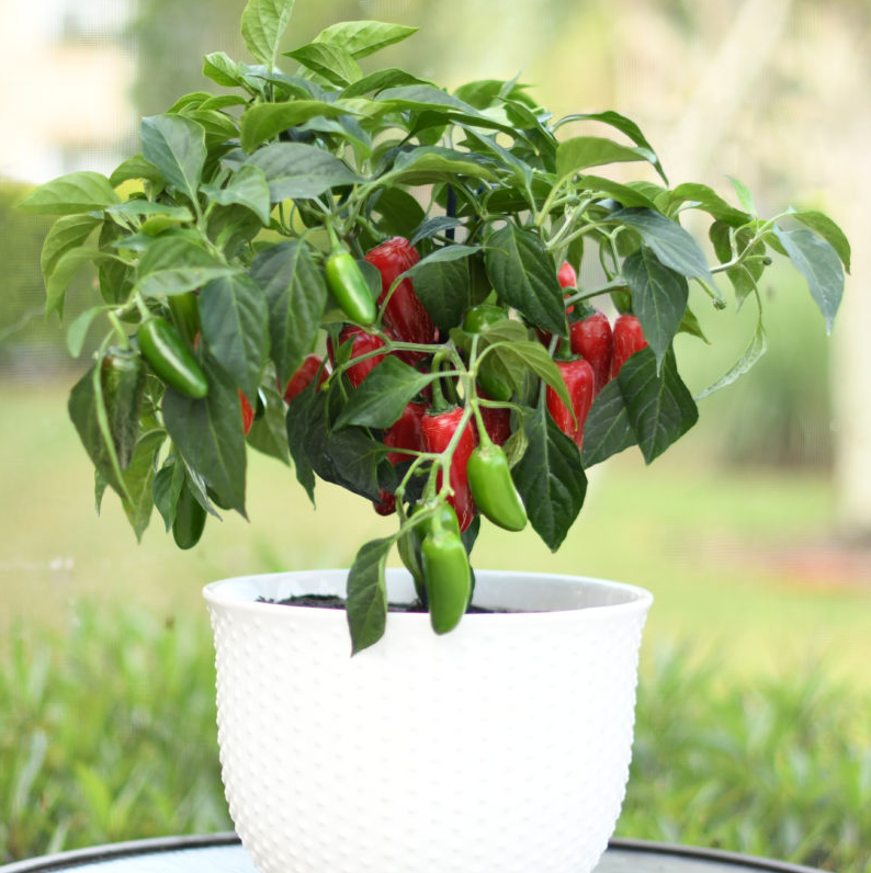Jalapeno Pepper Plants – Set of 2, 3-6 Inch Tall, Live Plants -Hot Jalapeno Peppers Plants