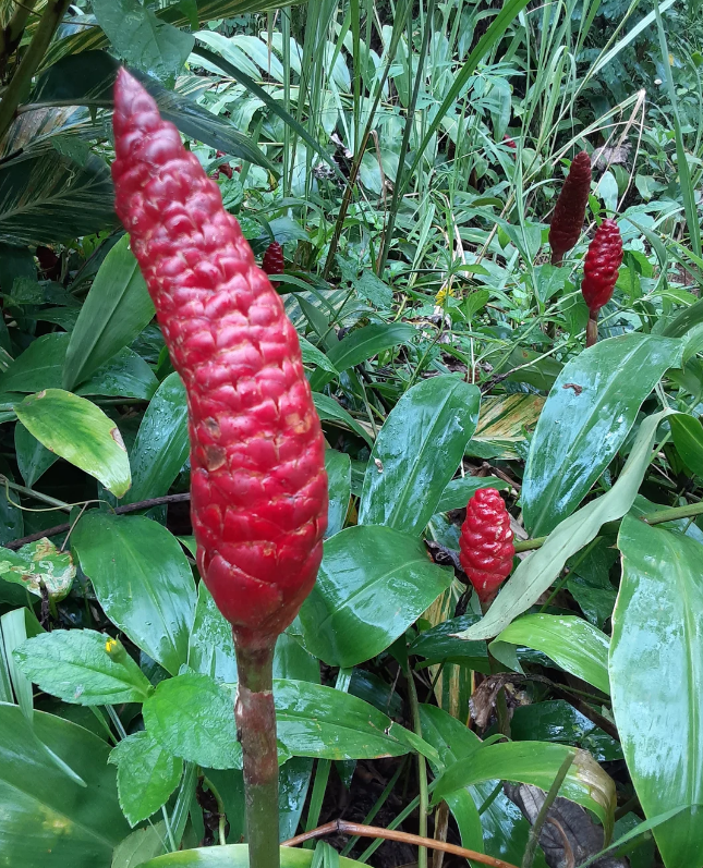 Dahlia Hypnotica Lavender Starter Plant 4-9″ Tall in 4″ Pot – Lavender Flower – Flowering Plant – Ship No Pot