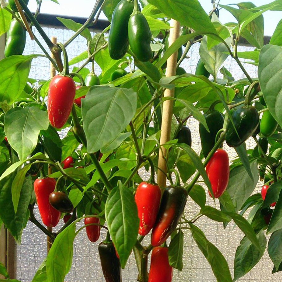 Jalapeno Pepper Plants – Set of 2, 3-6 Inch Tall, Live Plants -Hot Jalapeno Peppers Plants