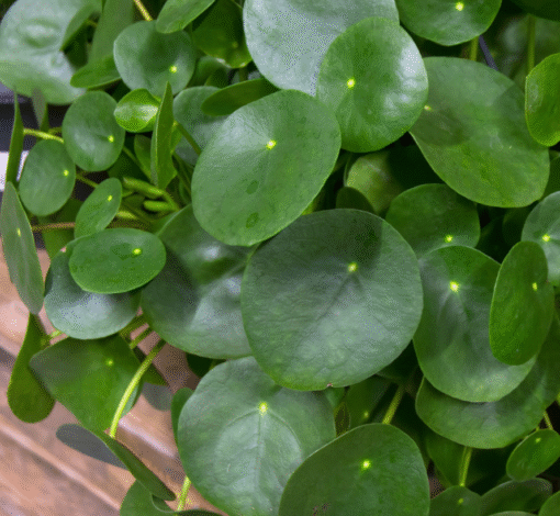 Pilea Peperomioides Money Plant – Live Succulent Plant 5-8 Inch Indoor/Outdoor