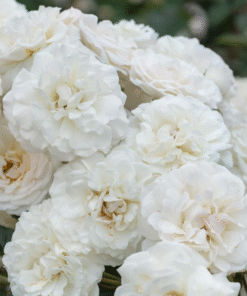 White Rose Bush Starter Plant Fragrant Climbing Rose Unpotted Well-Rooted