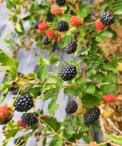 Navaho Thornless Blackberry Plants – Set of 2 – 4-6in Tall – Easy Growing