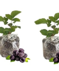 Navaho Thornless Blackberry Plants – Set of 2 – 4-6in Tall – Easy Growing