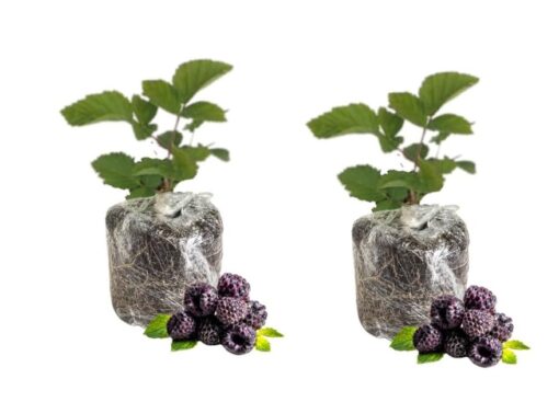 Navaho Thornless Blackberry Plants – Set of 2 – 4-6in Tall – Easy Growing