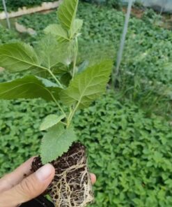 Navaho Thornless Blackberry Plants – Set of 2 – 4-6in Tall – Easy Growing