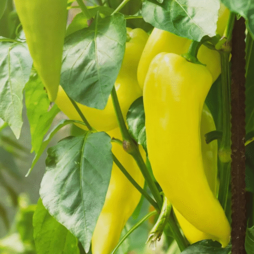 Sweet Banana Pepper Plants Set of 2 – 4-6 Inch Tall – No Pot