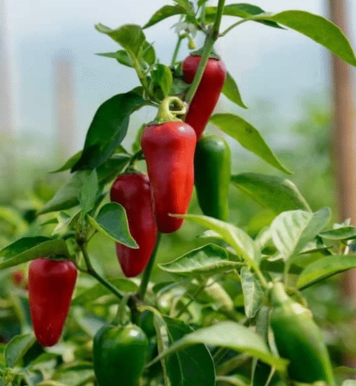 Jalapeno Early Pepper Plants Set – 2 Live Plants 4-6 inch – Outdoor Planting