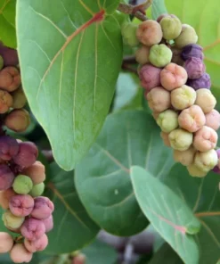 Sea Grapes Plant - Half Gallon Pot - Tropical Coastal Beauty