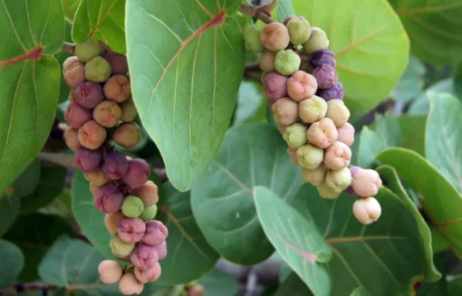 Sea Grapes Plant - Half Gallon Pot - Tropical Coastal Beauty