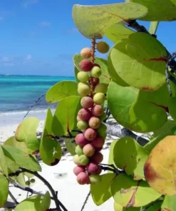 Sea Grapes Plant - Half Gallon Pot - Tropical Coastal Beauty