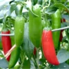 Serrano Pepper Plants - Set of 2 Live Plants 4-6 inch Tall for Planting Outdoors