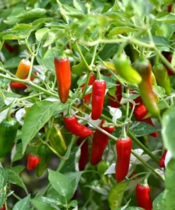 Serrano Pepper Plants - Set of 2 Live Plants 4-6 inch Tall for Planting Outdoors