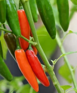 Serrano Pepper Plants - Set of 2 Live Plants 4-6 inch Tall for Planting Outdoors