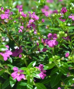 Set 2 Cuphea Mexican Live Plants in Pot, False Heather, Cuphea Hyssopifolia, Hawaiian Heather, Purple Flower Plant, Flowering Ground Cover