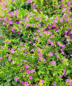 Set 2 Cuphea Mexican Live Plants in Pot, False Heather, Cuphea Hyssopifolia, Hawaiian Heather, Purple Flower Plant, Flowering Ground Cover
