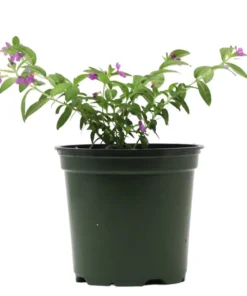 Set 2 Cuphea Mexican Live Plants in Pot, False Heather, Cuphea Hyssopifolia, Hawaiian Heather, Purple Flower Plant, Flowering Ground Cover
