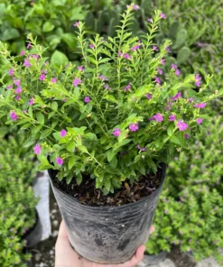 Set 2 Cuphea Mexican Live Plants in Pot, False Heather, Cuphea Hyssopifolia, Hawaiian Heather, Purple Flower Plant, Flowering Ground Cover
