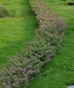 Set 2 Cuphea Mexican Live Plants in Pot, False Heather, Cuphea Hyssopifolia, Hawaiian Heather, Purple Flower Plant, Flowering Ground Cover