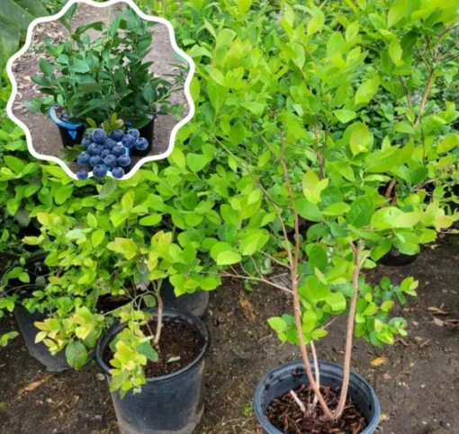 Set 2 Elliott Blueberry Plants 4-7in Tall - Elliott Blueberry Bushes