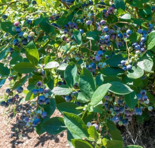 Set 2 Elliott Blueberry Plants 4-7in Tall - Elliott Blueberry Bushes