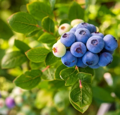 Set 2 Elliott Blueberry Plants 4-7in Tall - Elliott Blueberry Bushes