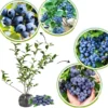 Set 2 Elliott Blueberry Plants 4-7in Tall - Elliott Blueberry Bushes