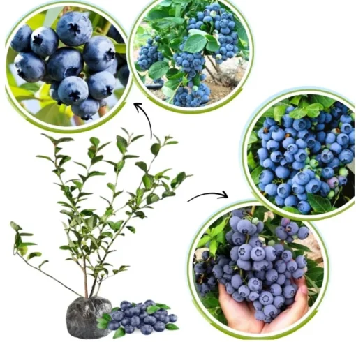 Set 2 Elliott Blueberry Plants 4-7in Tall - Elliott Blueberry Bushes