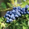 Set 2 Elliott Blueberry Plants 4-7in Tall - Elliott Blueberry Bushes