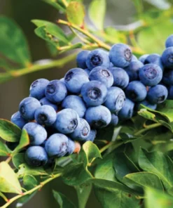 Set 2 Elliott Blueberry Plants 4-7in Tall - Elliott Blueberry Bushes