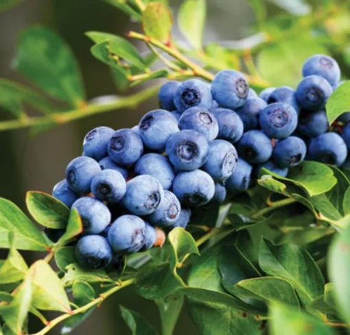 Set 2 Elliott Blueberry Plants 4-7in Tall - Elliott Blueberry Bushes