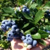 Set 2 Elliott Blueberry Plants 4-7in Tall - Elliott Blueberry Bushes