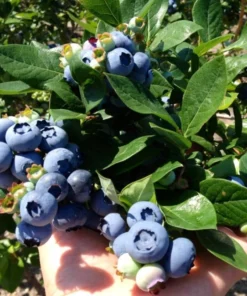 Set 2 Elliott Blueberry Plants 4-7in Tall - Elliott Blueberry Bushes