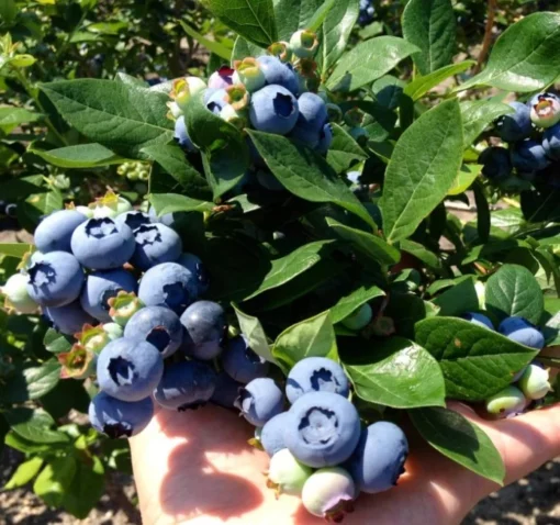 Set 2 Elliott Blueberry Plants 4-7in Tall - Elliott Blueberry Bushes