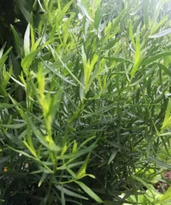 Set 2 French Tarragon Plants in a Pot for Planting, French Tarragon Culinary Herb Garden Plant, Green Mint Plant