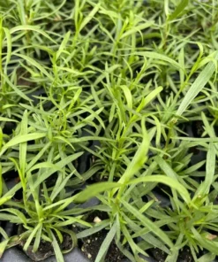 Set 2 French Tarragon Plants in a Pot for Planting, French Tarragon Culinary Herb Garden Plant, Green Mint Plant